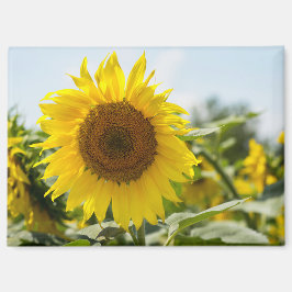 Magneet - Mooie zonnebloemenveld