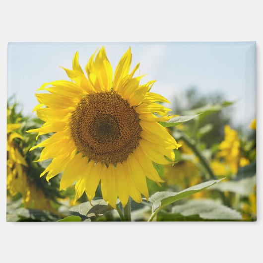 Magneet - Mooie zonnebloemenveld (Voorkant)