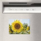 Magneet - Mooie zonnebloemenveld (Insitu (Vaatwasser))