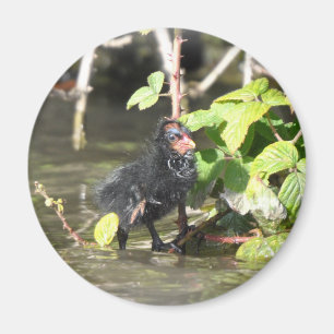 Magneet: Moorhen Chick Magneet