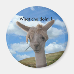 Magneet - Nieuwsgierig Alpaca