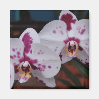 Magneet: Orchideeën Magneet