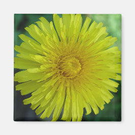 Magneet - Paardenbloem