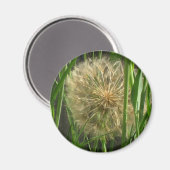 Magneet – Paardenbloem Pluisbol (Voorkant / Achterkant)