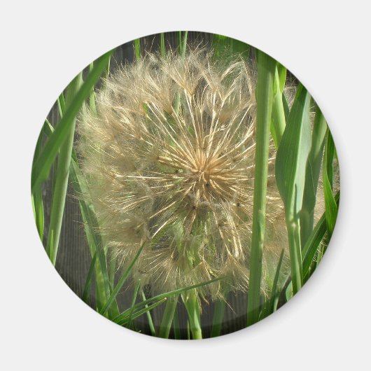 Magneet – Paardenbloem Pluisbol (Voorkant)