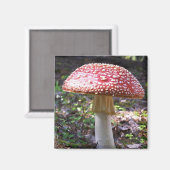 Magneet-paddenstoel Magneet (Voorkant / Achterkant)