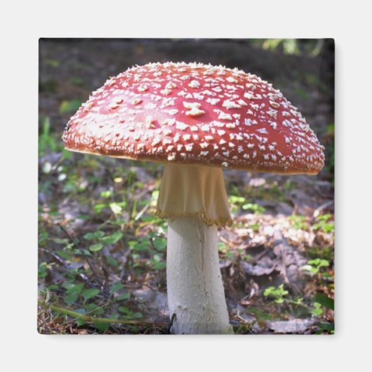 Magneet-paddenstoel Magneet (Voorkant)