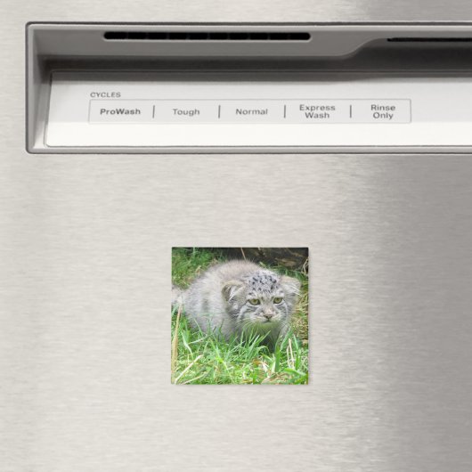 Magneet - Pallas's kat (Insitu (Vaatwasser))