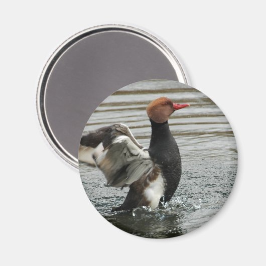 Magneet - Pochard flapperende vleugels (Voorkant / Achterkant)