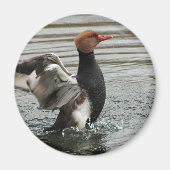 Magneet - Pochard flapperende vleugels (Voorkant)