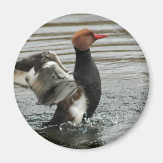 Magneet - Pochard flapperende vleugels