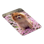 Magneet | Pomeranian met roze bloemen (Rechterzijde)