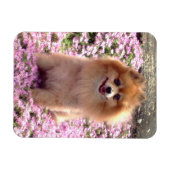 Magneet | Pomeranian met roze bloemen (Horizontaal)