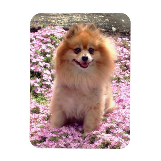 Magneet | Pomeranian met roze bloemen (Verticaal)