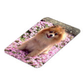 Magneet | Pomeranian met roze bloemen (Linkerzijde)