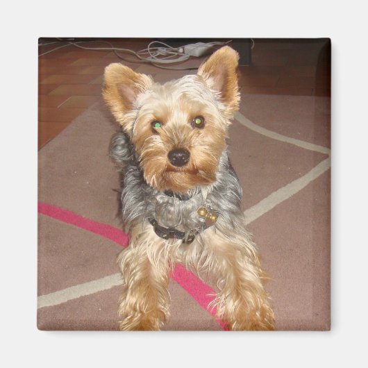 Magneet "pop Art" Dog (Voorkant)