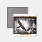 Magneet Rochester Peregrine Falcons (Voorkant / Achterkant)