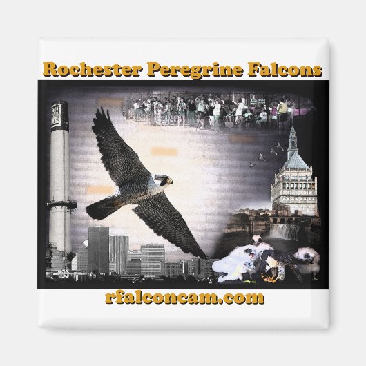 Magneet Rochester Peregrine Falcons (Voorkant)