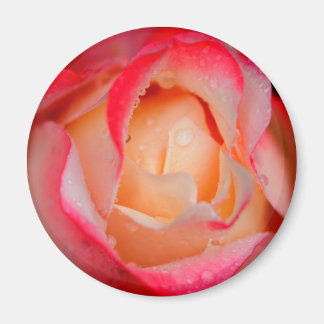 Magneet - Rood & Wit Rose