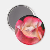 Magneet - Roos Bloom met Waterdruppels (Voorkant / Achterkant)