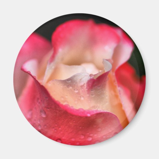 Magneet - Roos Bloom met Waterdruppels (Voorkant)