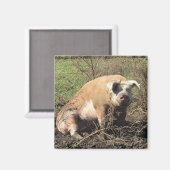 Magneet - Sheila mijn grote dikke varken (Voorkant / Achterkant)