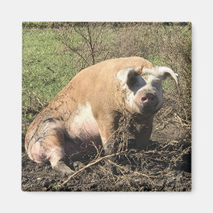 Magneet - Sheila mijn grote dikke varken