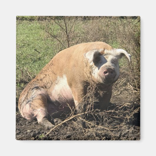 Magneet - Sheila mijn grote dikke varken (Voorkant)