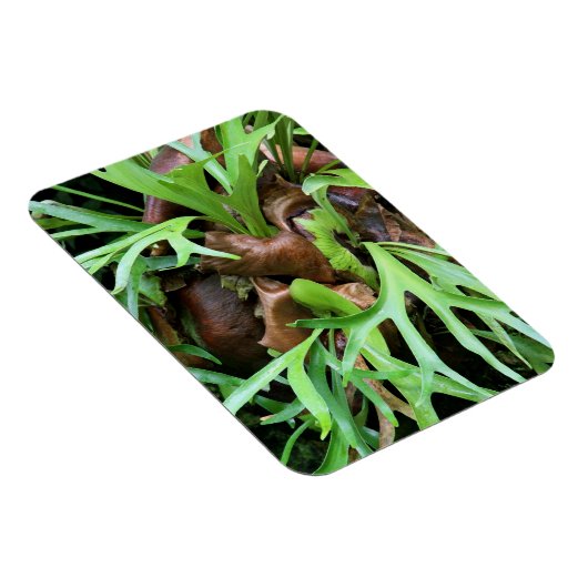 Magneet - Staghorn Varen (Rechterzijde)