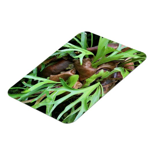 Magneet - Staghorn Varen (Linkerzijde)