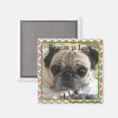 Magneet/The Itsy Pug: Rescue is Love Magneet (Voorkant / Achterkant)
