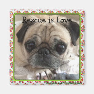 Magneet/The Itsy Pug: Rescue is Love Magneet