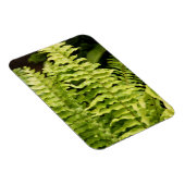 Magneet - Tijgervaren (Rechterzijde)