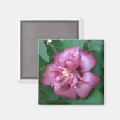 Magneet van een Roos van Sharon Beginnen te bloeie (Voorkant / Achterkant)