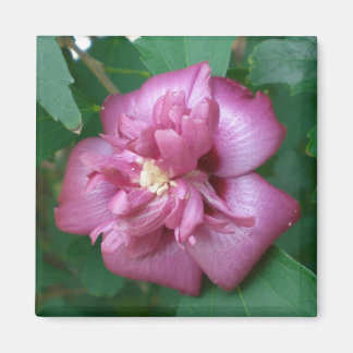 Magneet van een Roos van Sharon Beginnen te bloeie