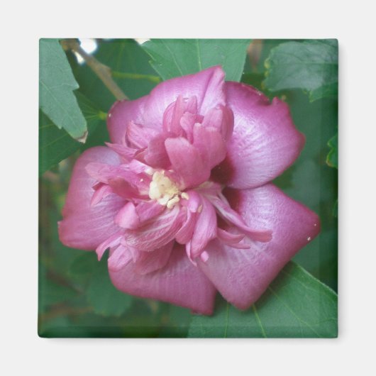 Magneet van een Roos van Sharon Beginnen te bloeie (Voorkant)