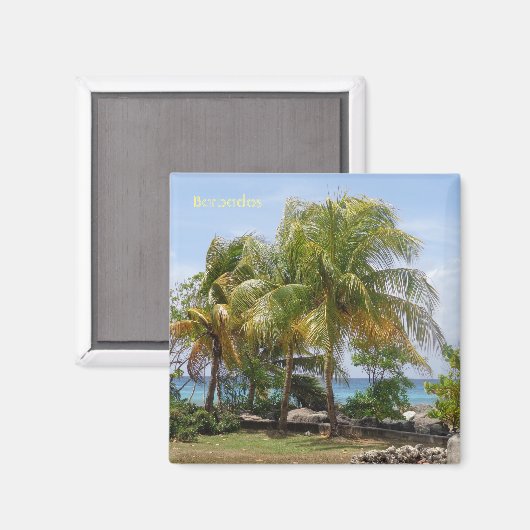 Magneet van Palmen in Barbados (Voorkant / Achterkant)