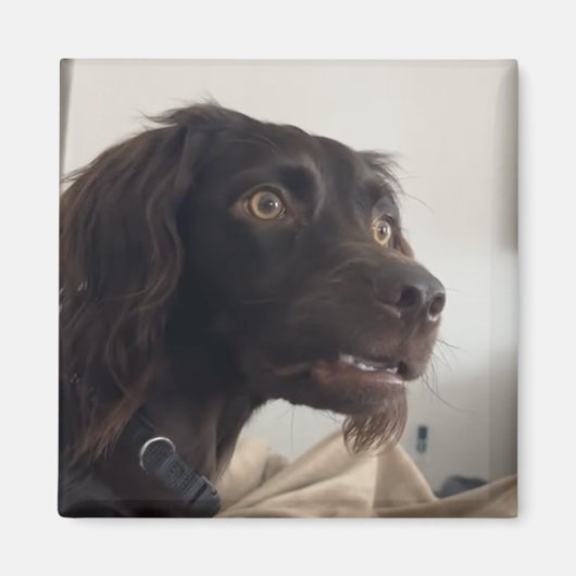 Magneet verwarde hond meme (Voorkant)