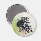 Magneet: Vliegen Magneet (Voorkant / Achterkant)