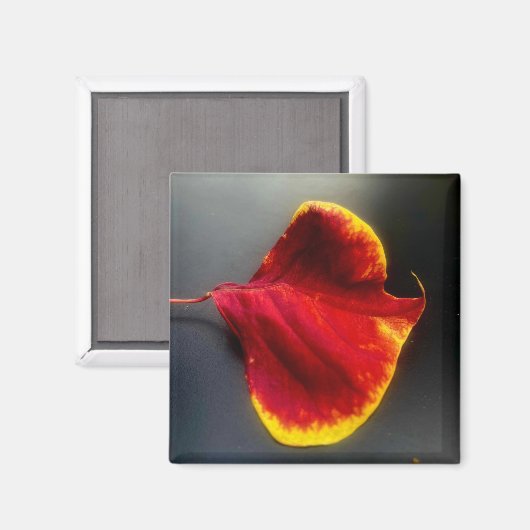 Magneet voor bladeren (Voorkant / Achterkant)