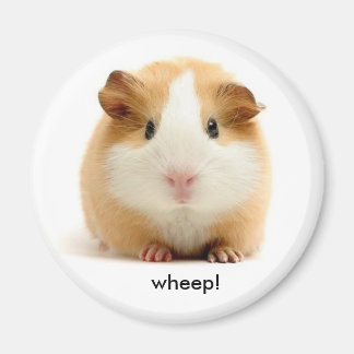 magneet voor cavia's