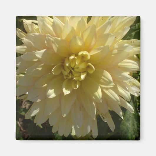 magneet "Yellow Dahlia" van kunstenaar Jan Turner (Voorkant)