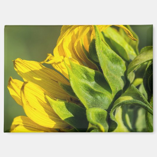 Magneet - Zonnebloem Achterprofiel (Voorkant)