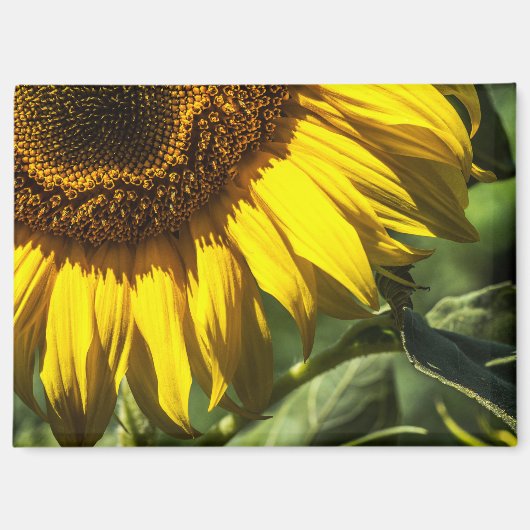 Magneet - Zonnebloem Geheim (Voorkant)