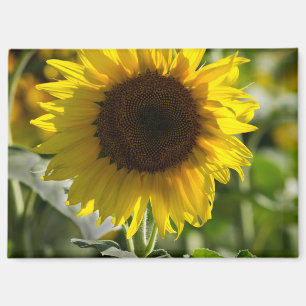 Magneet - Zonnebloem Geïsoleerd in Veld