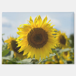 Magneet - Zonnebloem In Het Veld