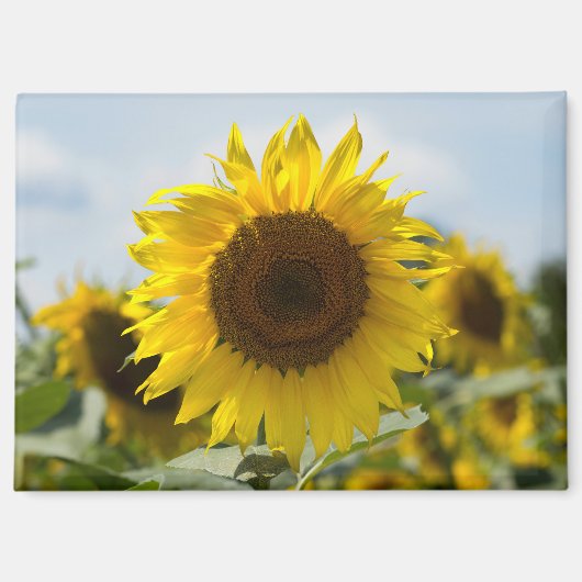 Magneet - Zonnebloem In Het Veld (Voorkant)