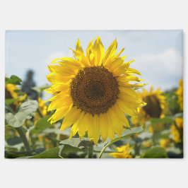 Magneet - Zonnebloem Weelderigheid