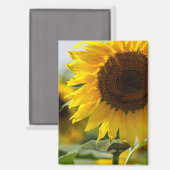 Magneet - Zonnebloem Zomer Pracht (Voorkant / Achterkant)