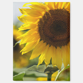 Magneet - Zonnebloem Zomer Pracht